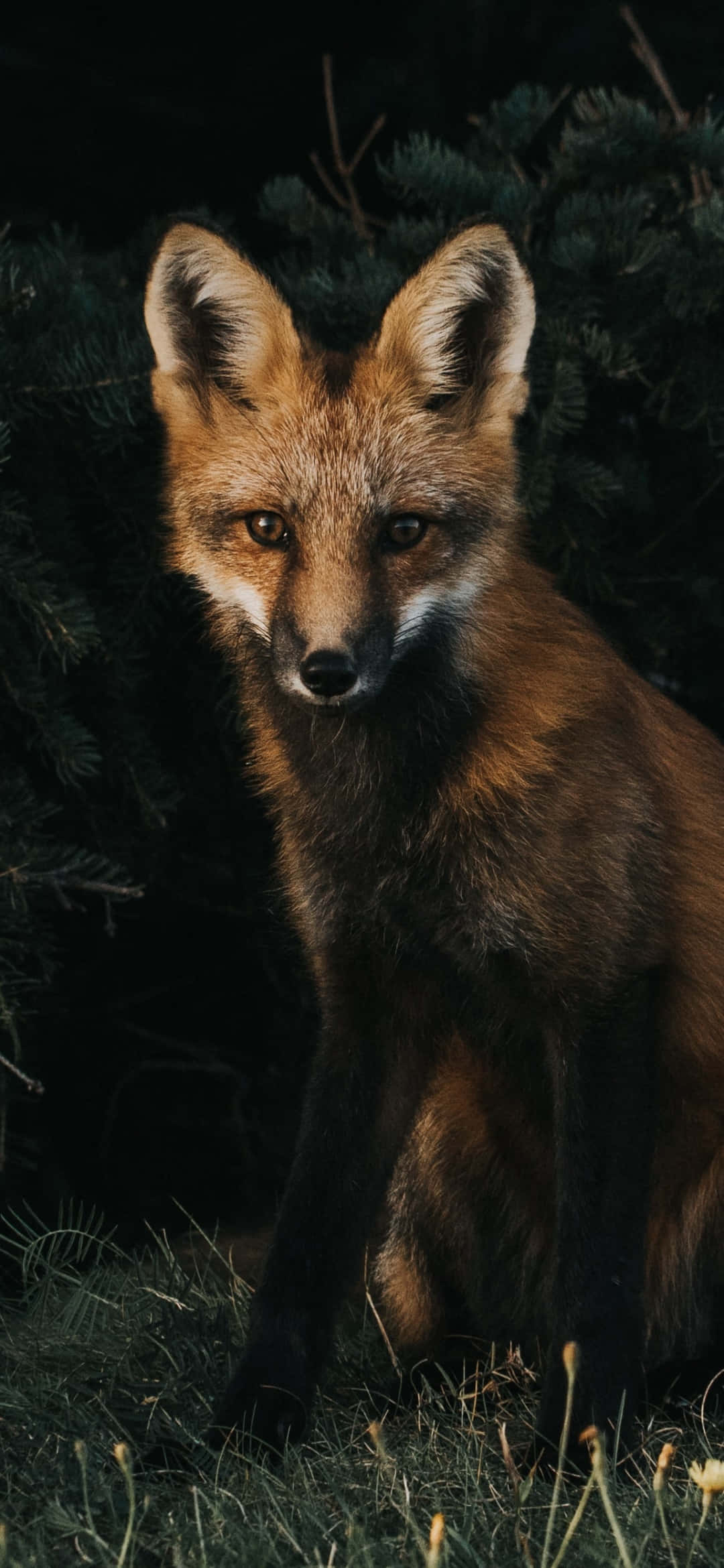 red fox, amber eyes, shadowed grass, Full HD Phone Wallpaper