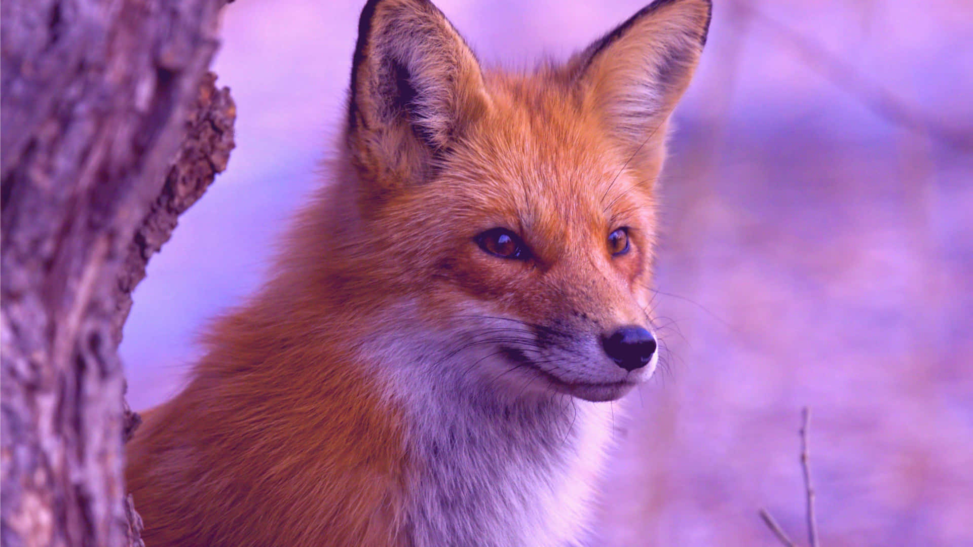 red fox, amber eyes, tree trunk, Full HD Desktop Wallpaper