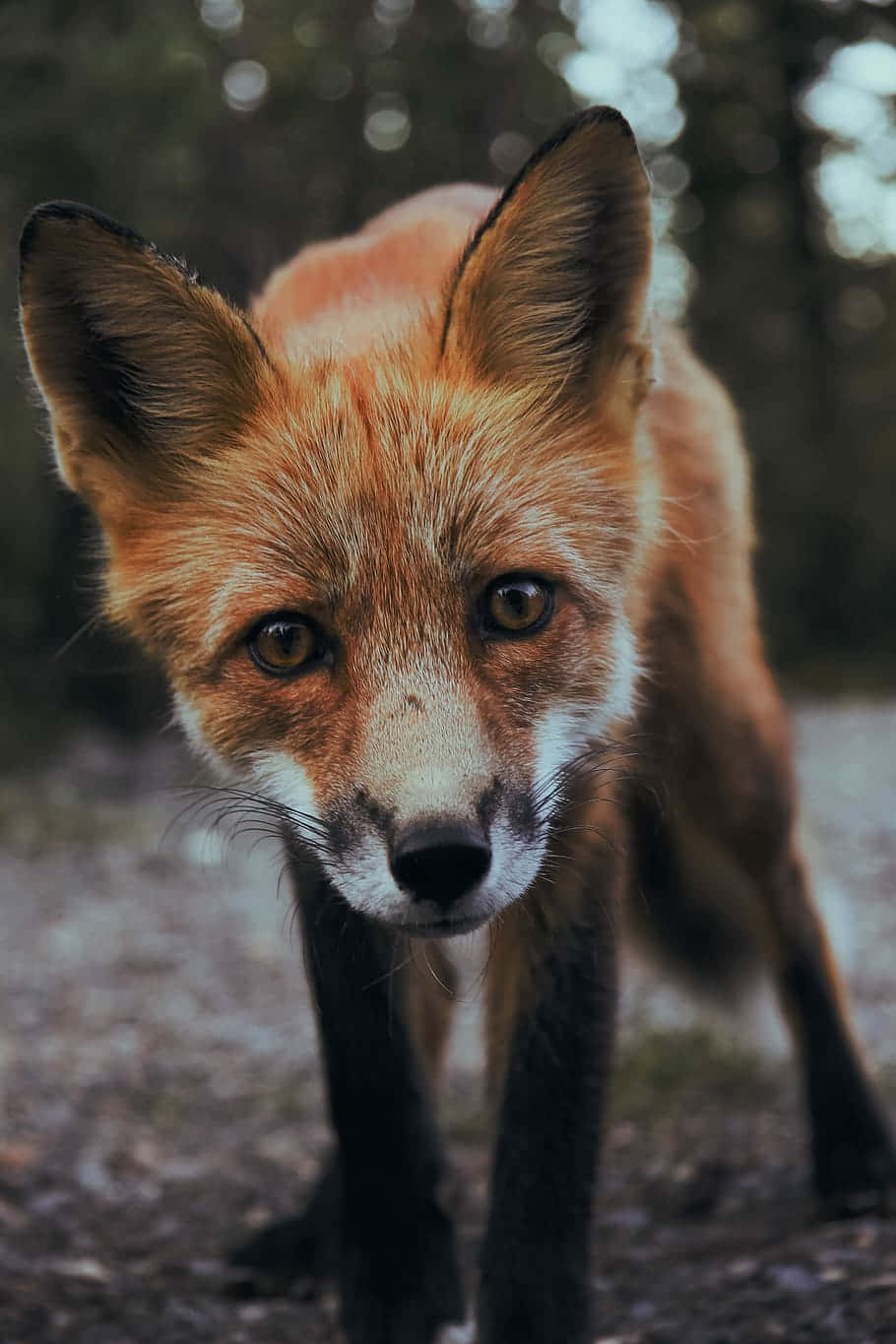 red fox, amber eyes, forest setting, HD Phone Wallpaper