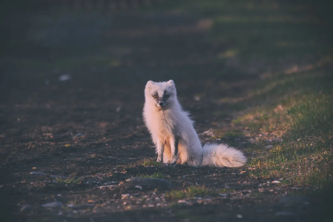 Fox
