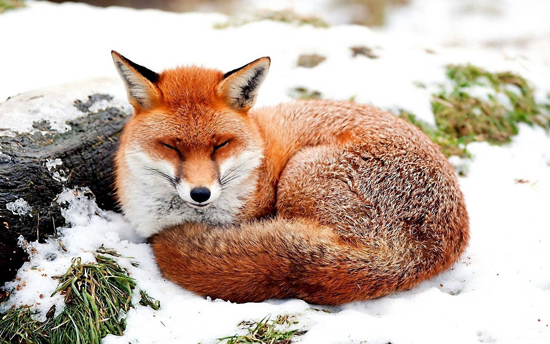 Snow Fox, red fox, fresh snow, Full HD Desktop Wallpaper