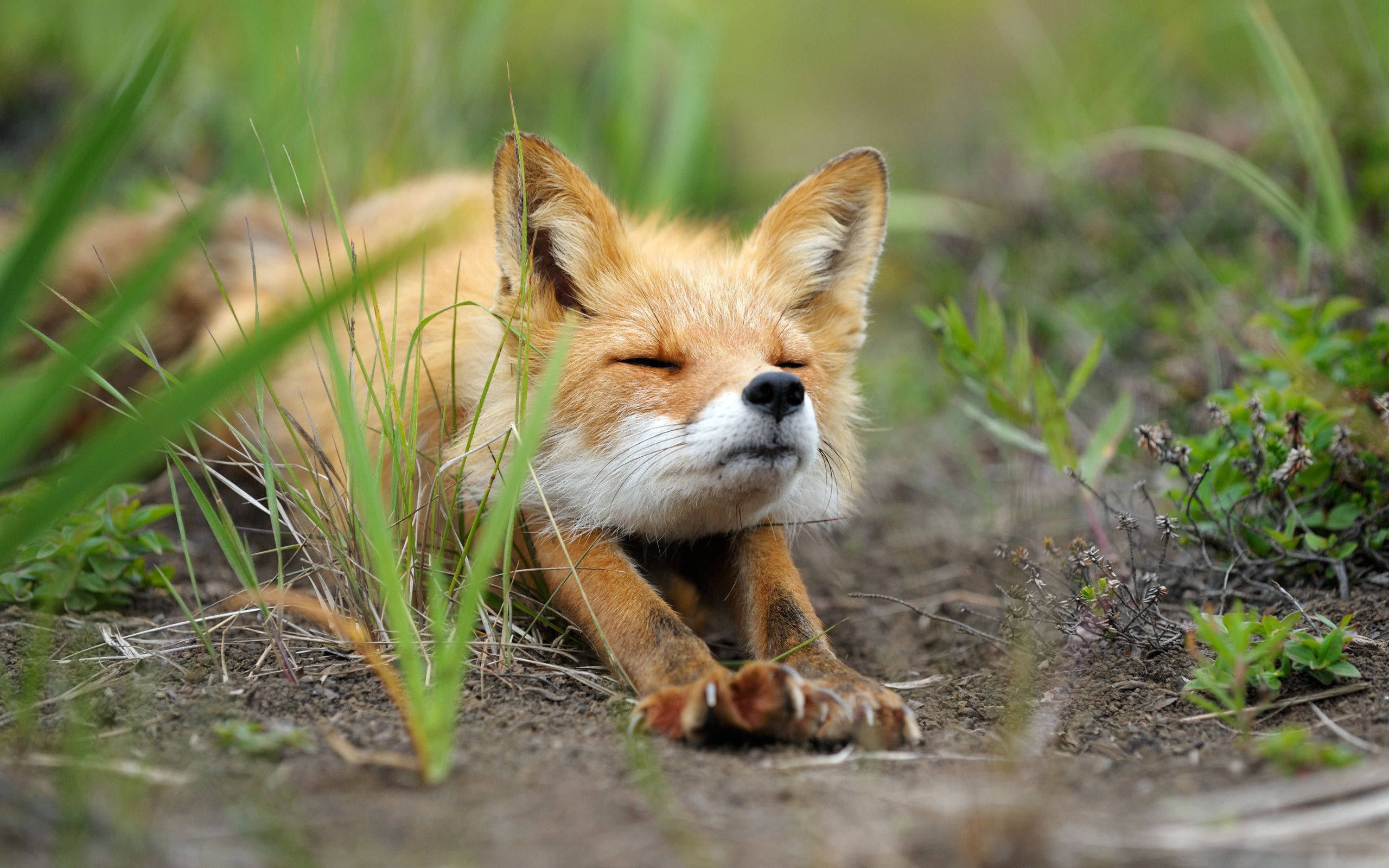 cute baby fox, red fox, green grass, 2K Desktop Wallpaper