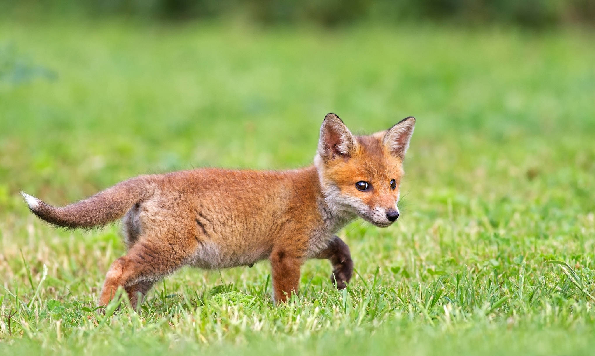 red fox cub, white-tipped tail, vibrant green grass, Full HD Desktop Wallpaper