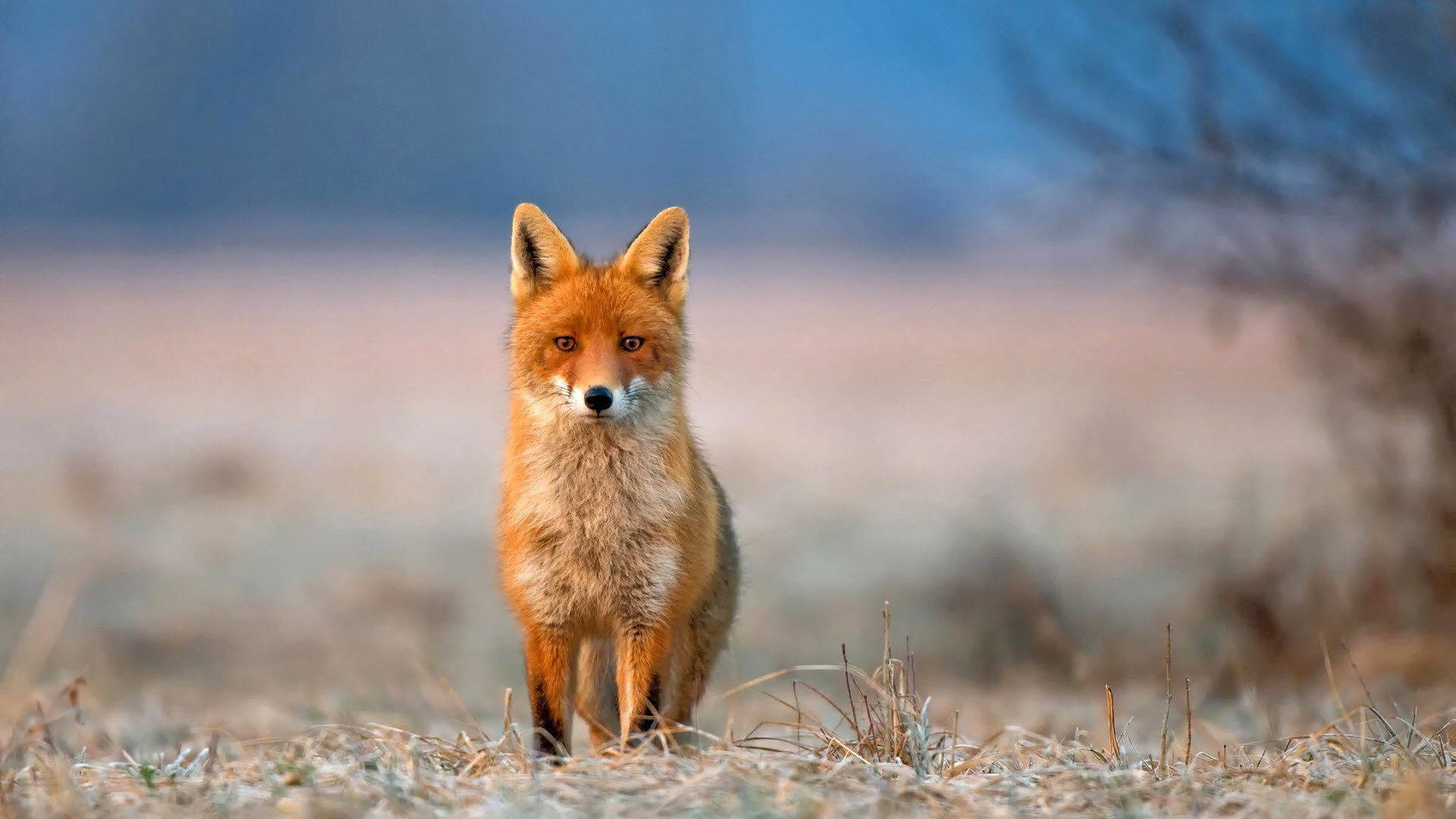 brown fox, red fox, frosty field, Full HD Desktop Wallpaper