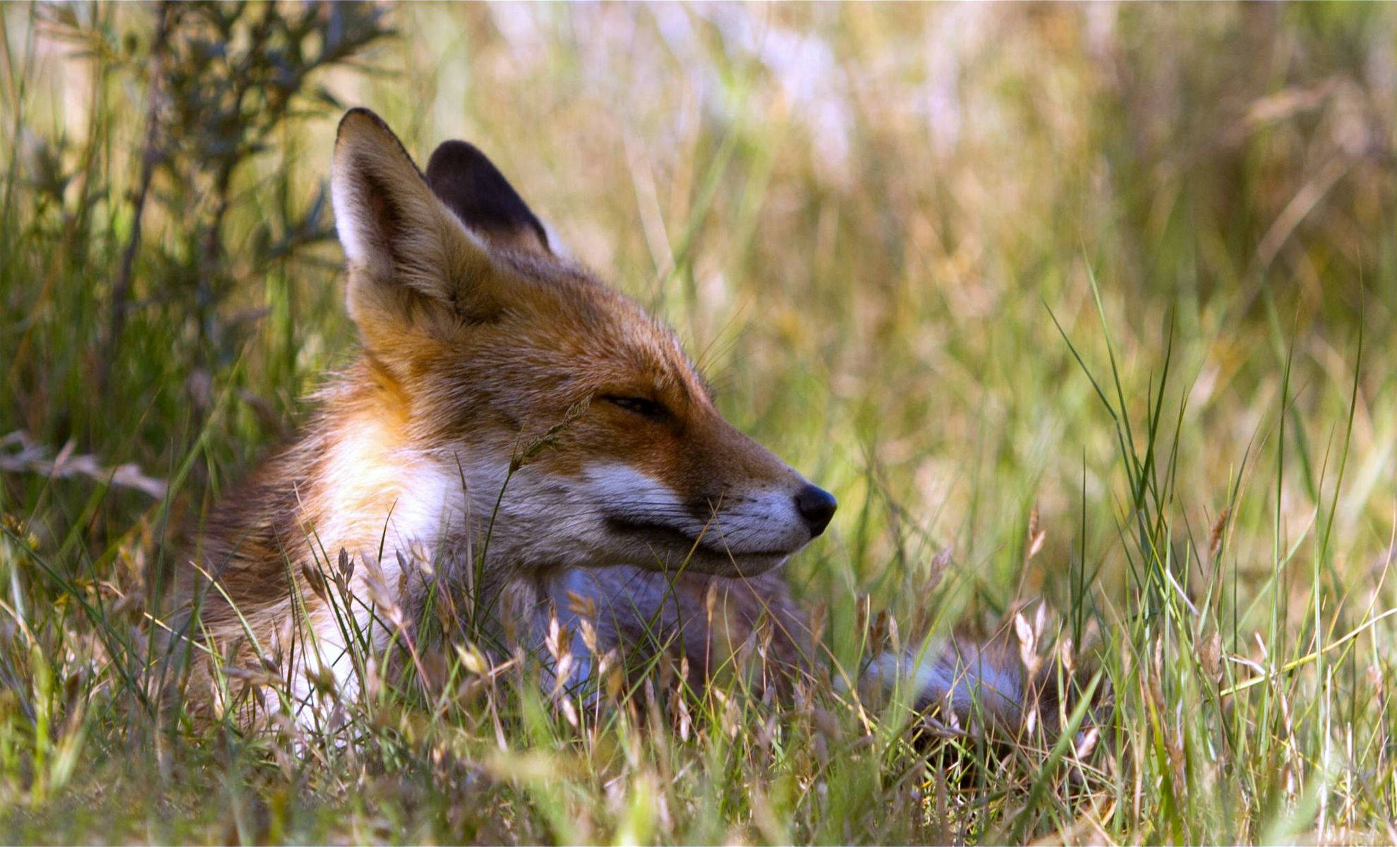 red fox, grass, sunlit, Full HD Desktop Wallpaper
