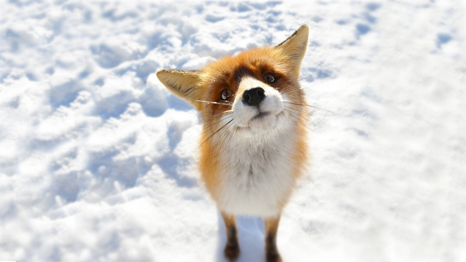curious fox, red fox, deep snow, Full HD Desktop Wallpaper