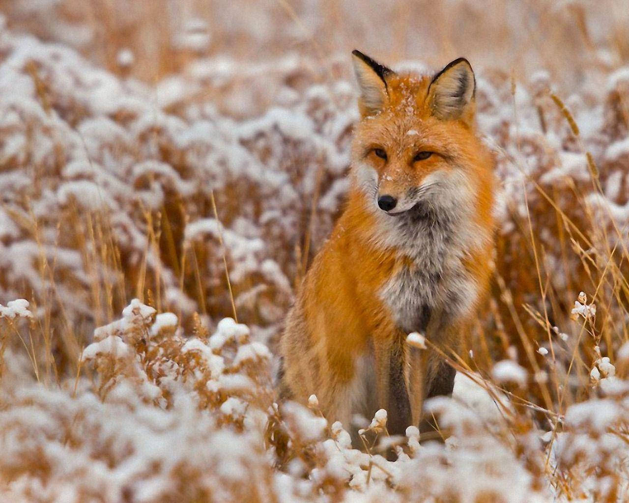 red fox, snowy hill, snow-dusted golden grasses, HD Desktop Wallpaper