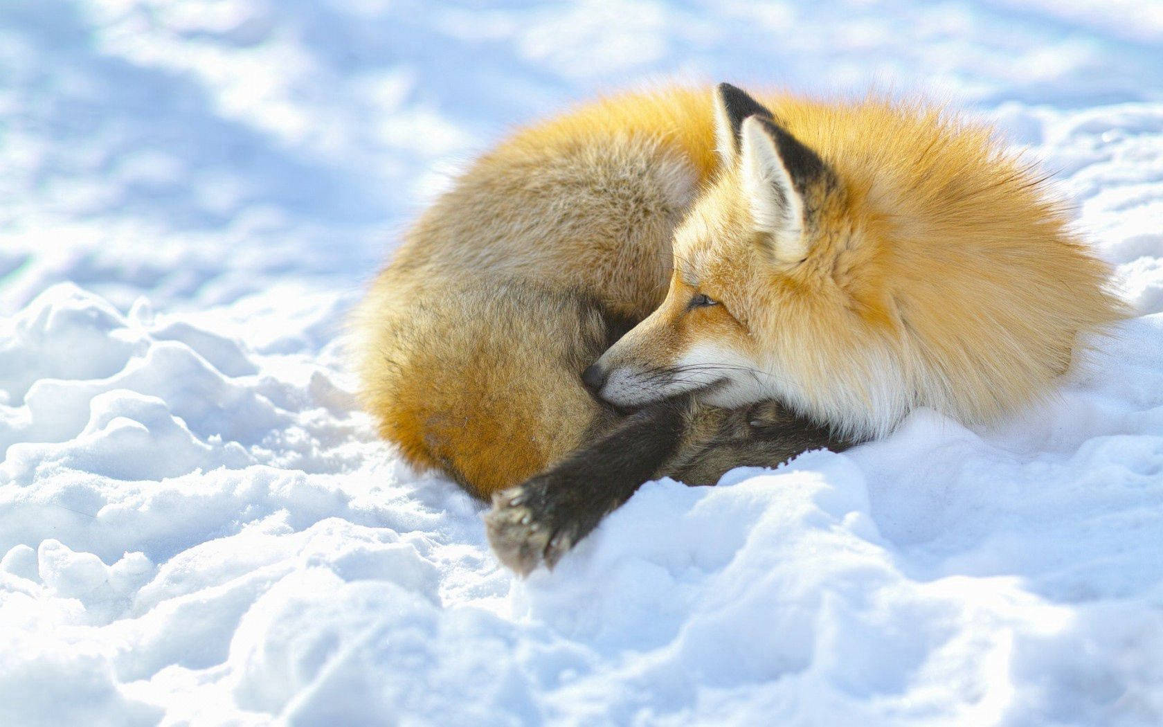 red fox, deep snow, bright sunlight, HD Desktop Wallpaper