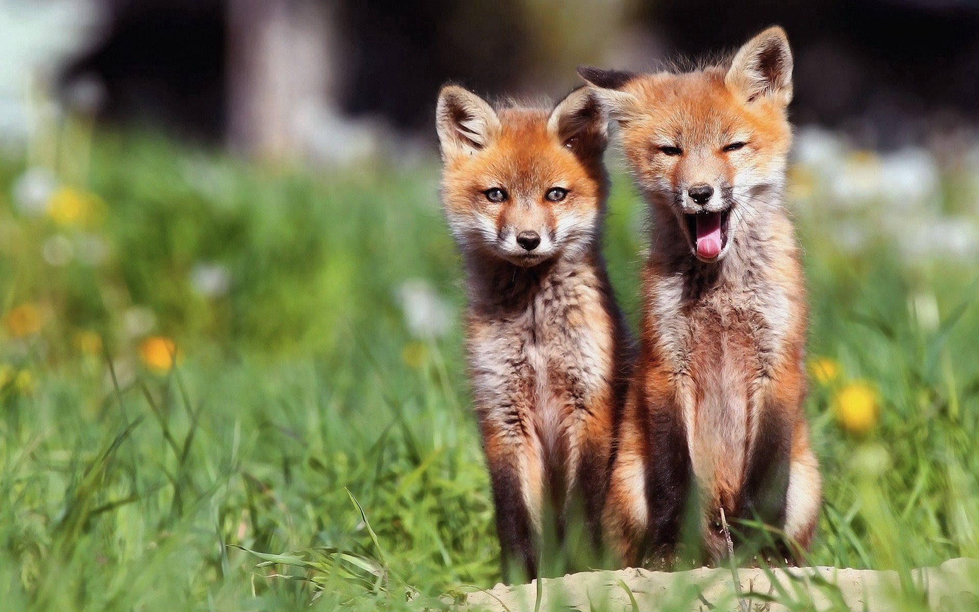 red fox kits, sunlit meadow, yawning, Full HD Desktop Wallpaper