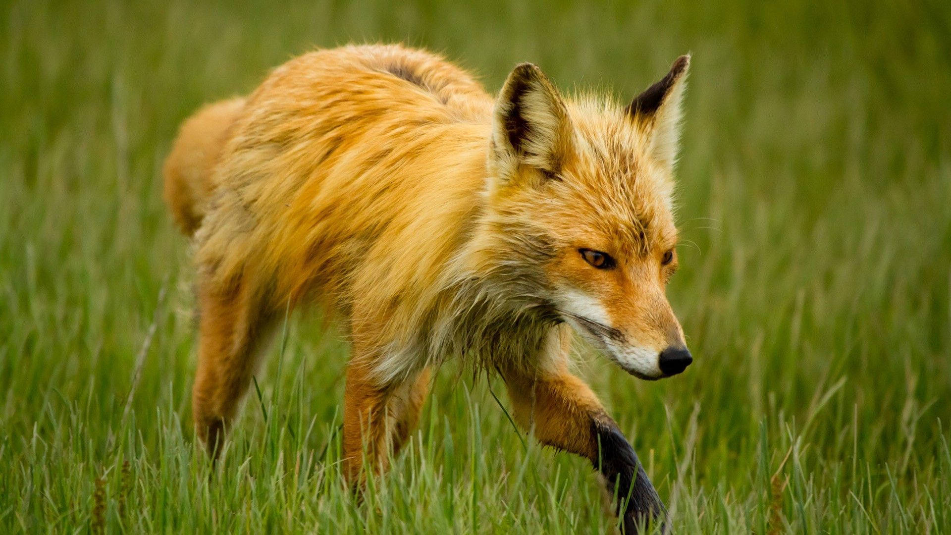 mangy fox, red fox, tall green grass, Full HD Desktop Wallpaper