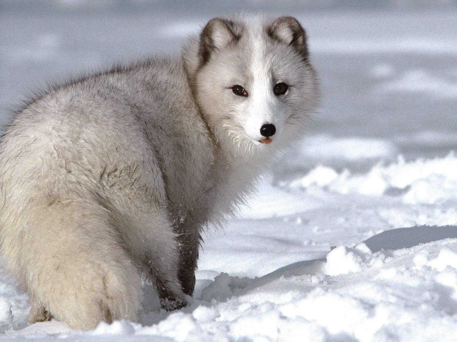 chubby arctic fox, fluffy white arctic fox, deep snow, HD Desktop Wallpaper
