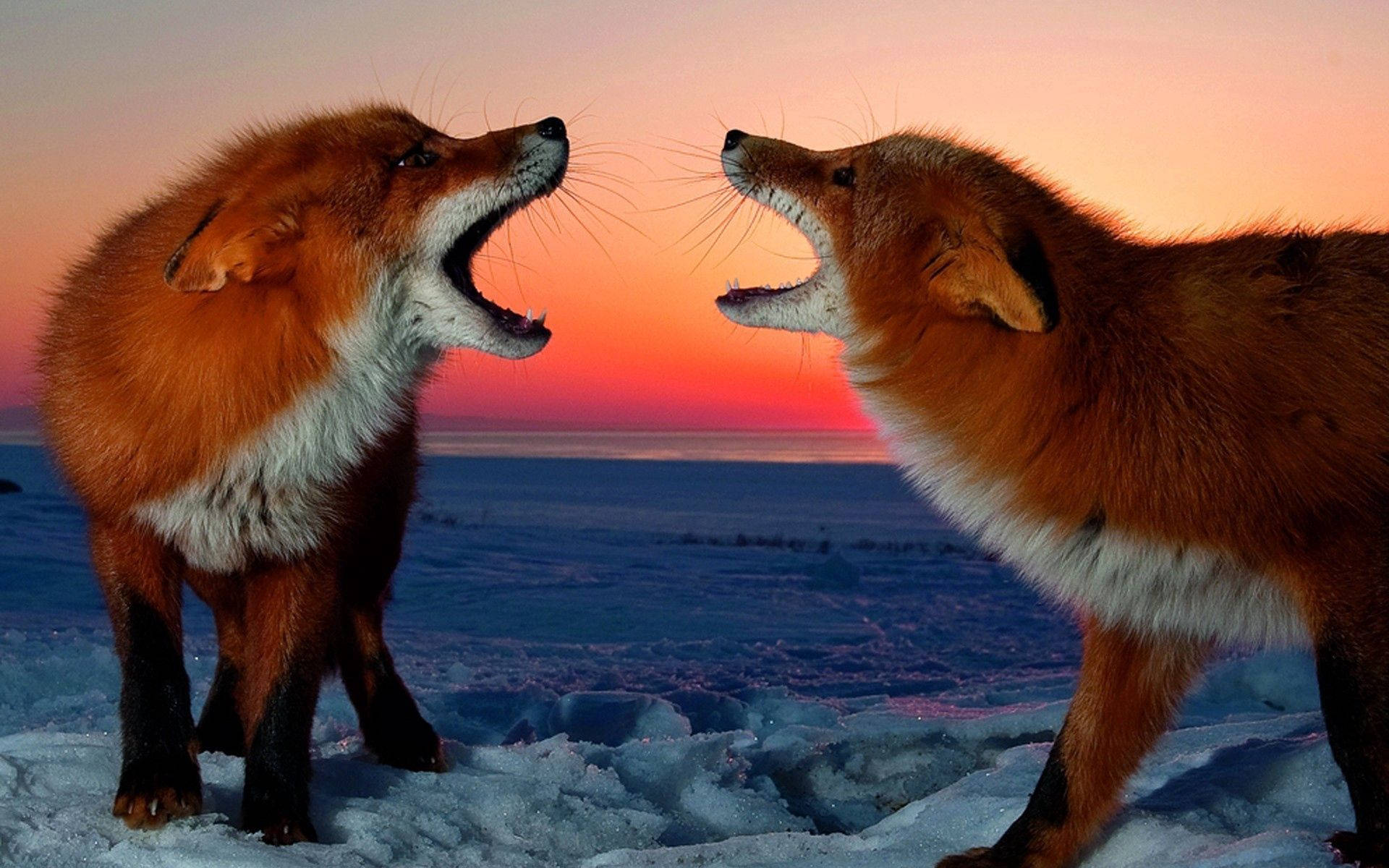 fox, red fox, fiery sunset, Full HD Desktop Wallpaper