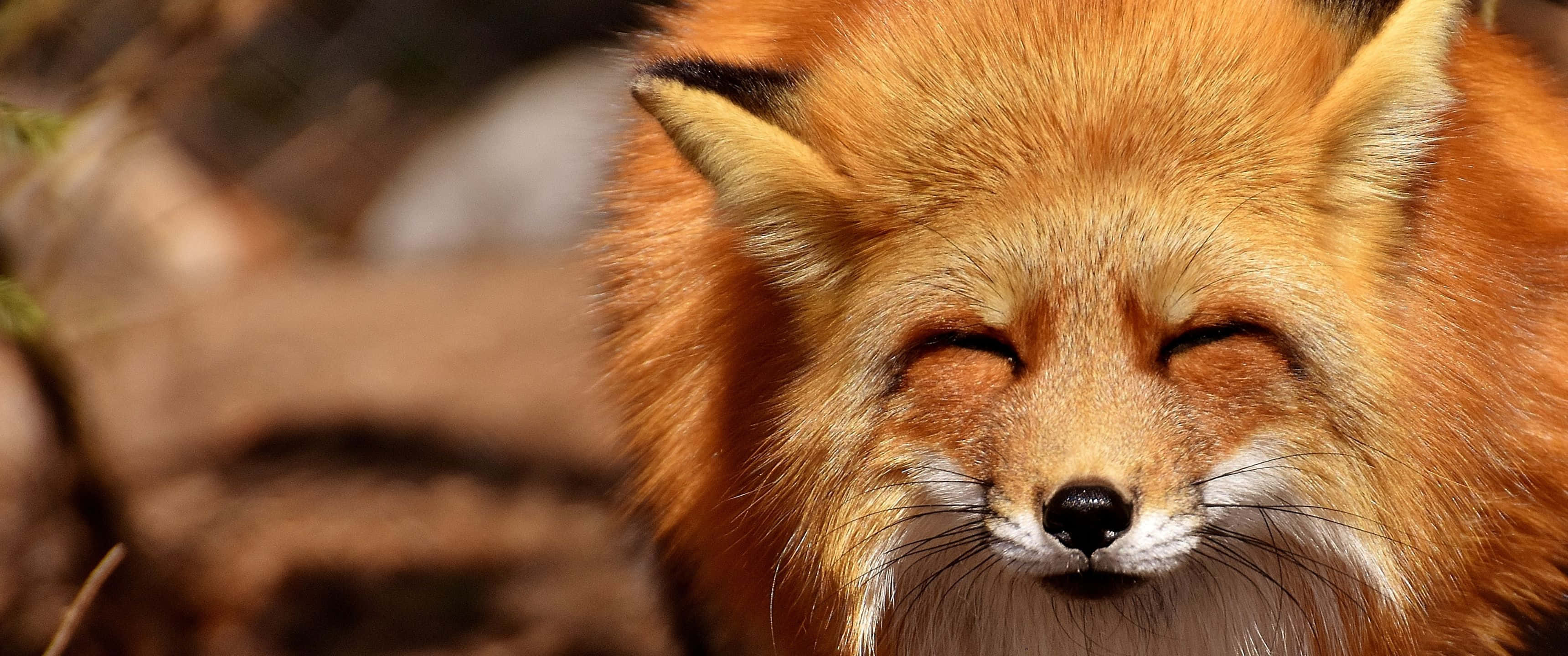 red fox, close-up, eyes closed, 2K Desktop Wallpaper