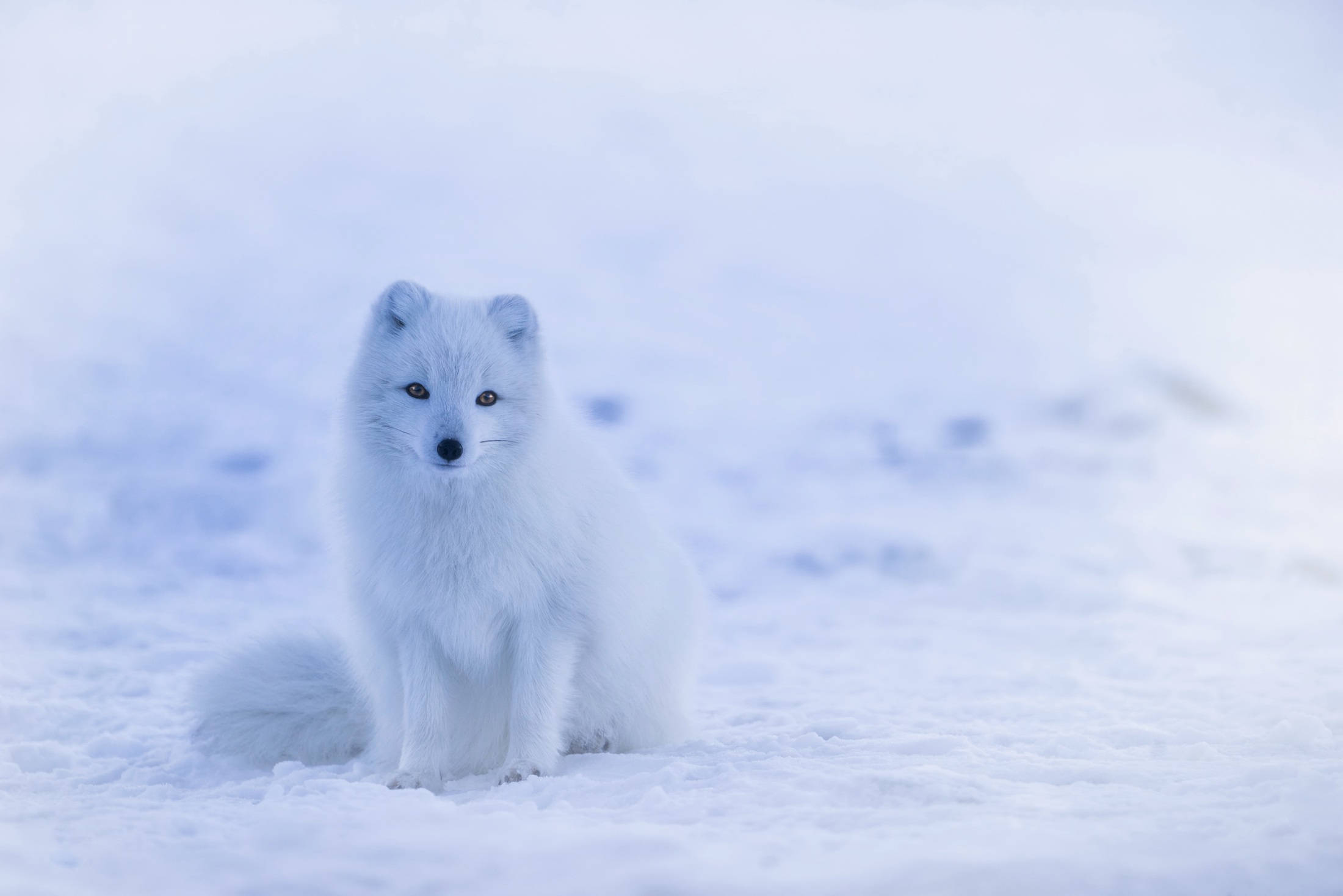 young arctic fox, pristine white, snowy field, Full HD Desktop Wallpaper