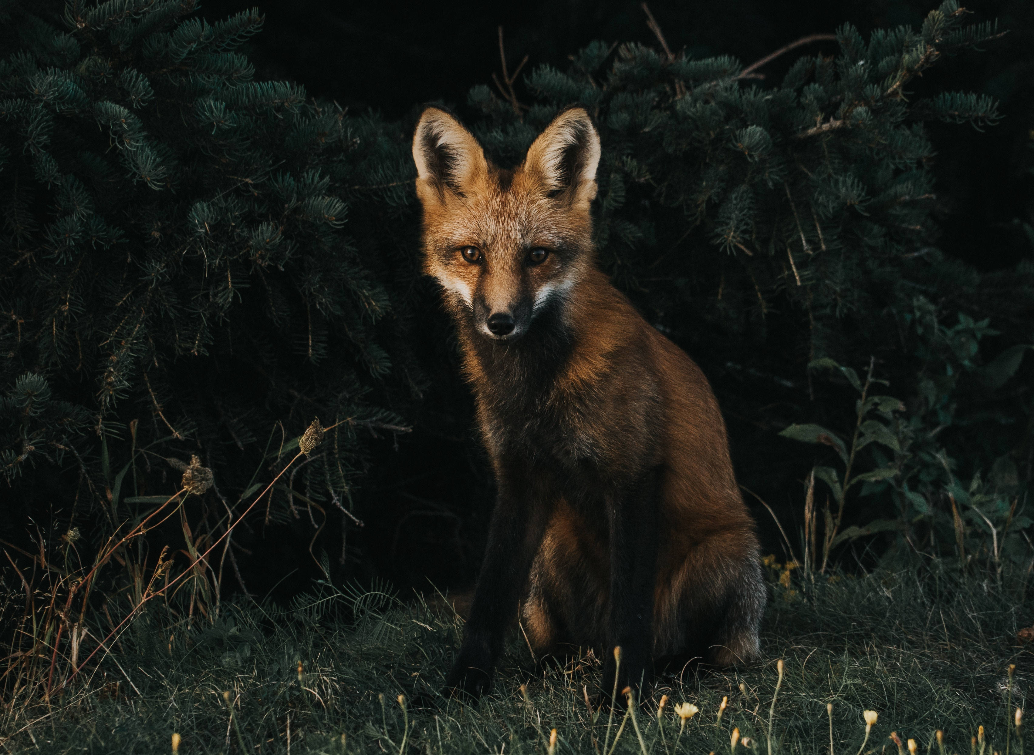 red fox, dark, night, 2K Desktop Wallpaper