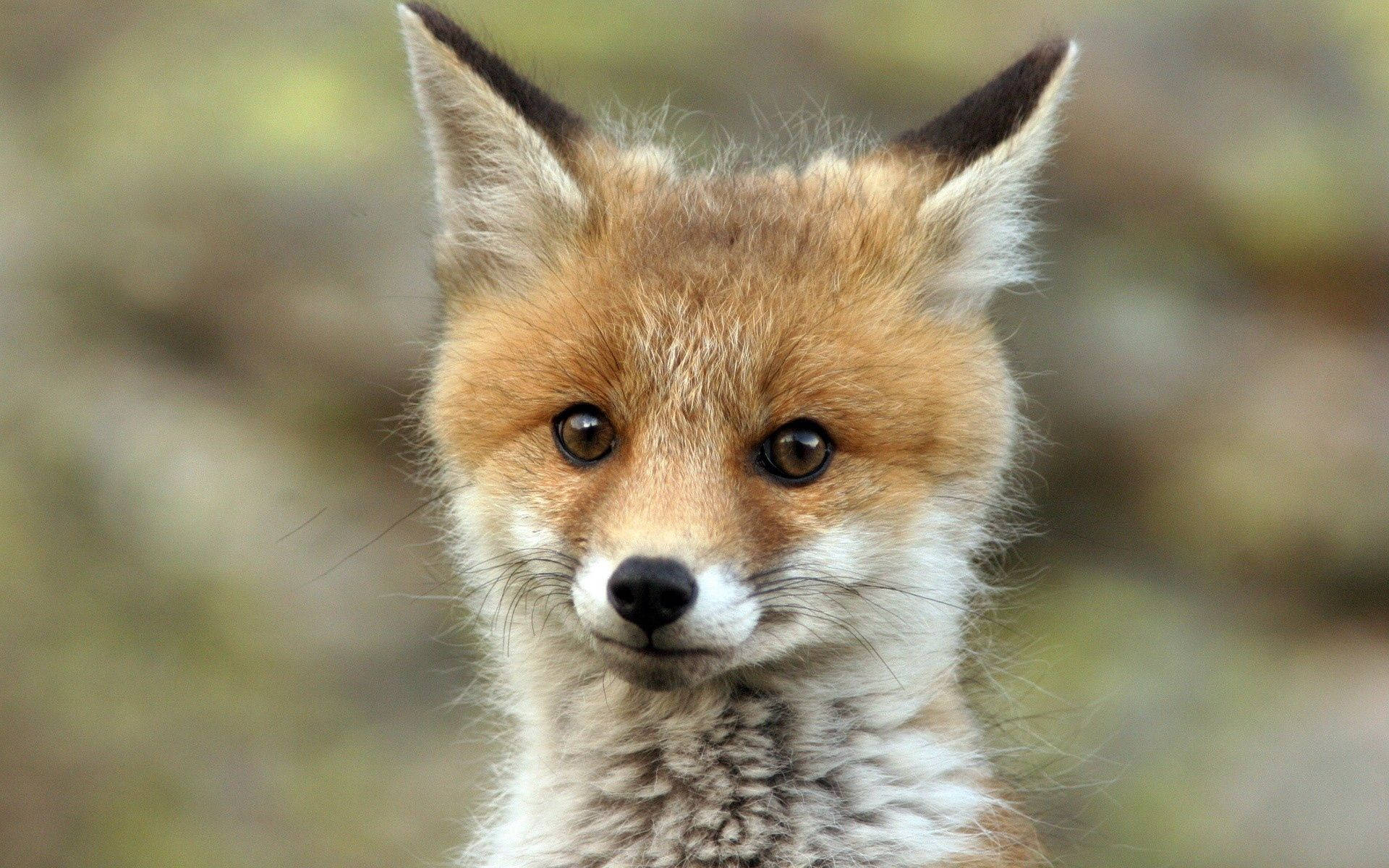 young fox, fox cub, bright eyes, Full HD Desktop Wallpaper