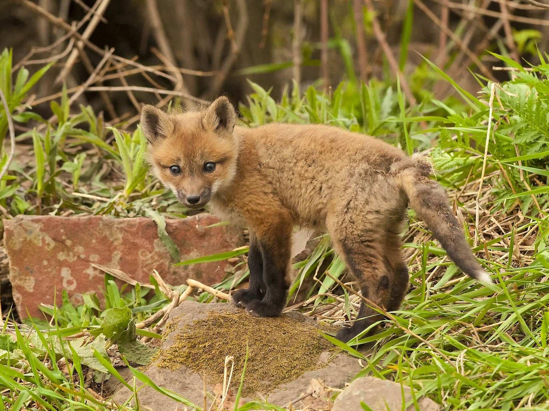 young fox cub, bright eyes, mossy rock, Full HD Desktop Wallpaper