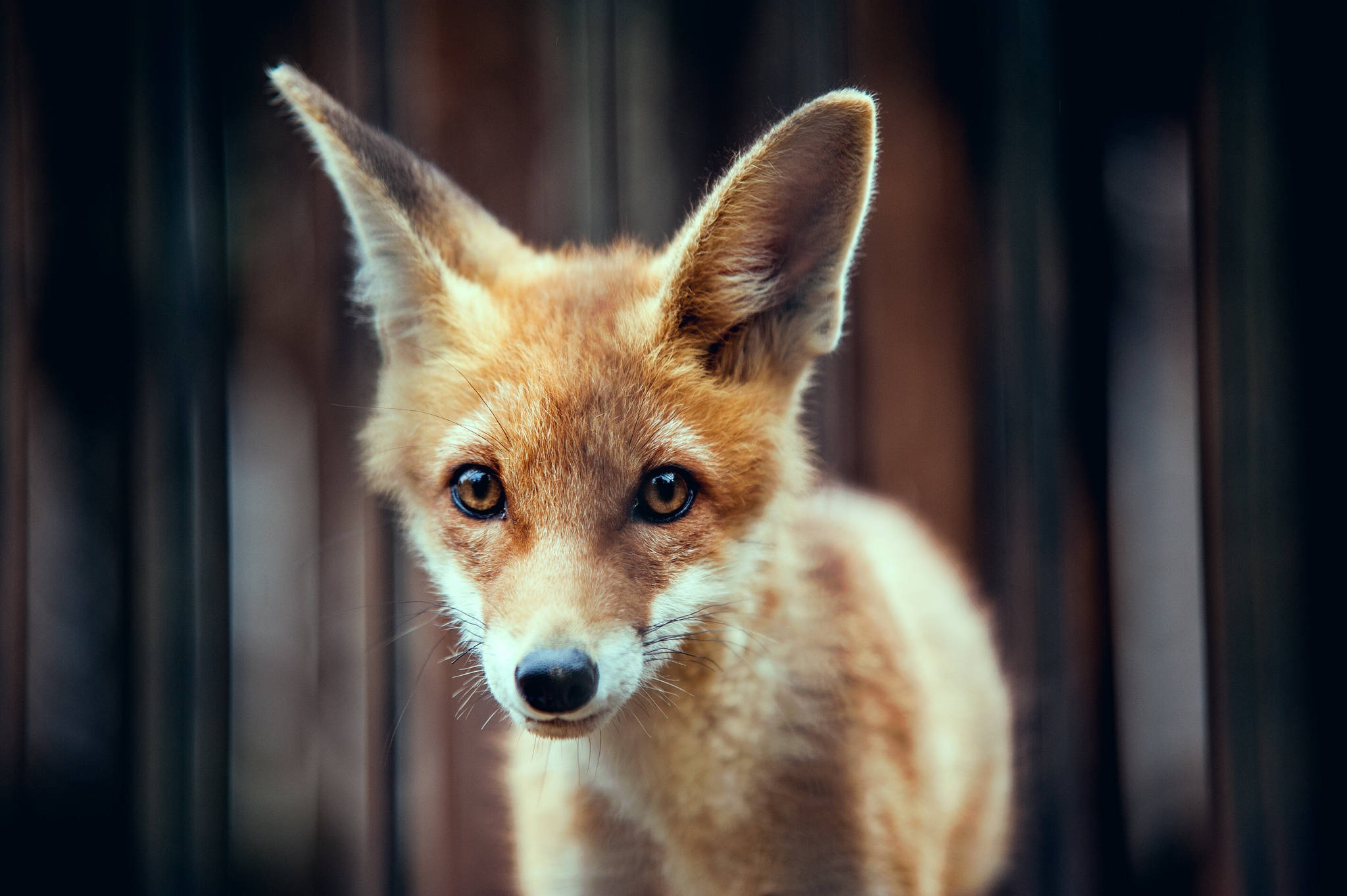 baby fox, amber eyes, orange fur, Full HD Desktop Wallpaper