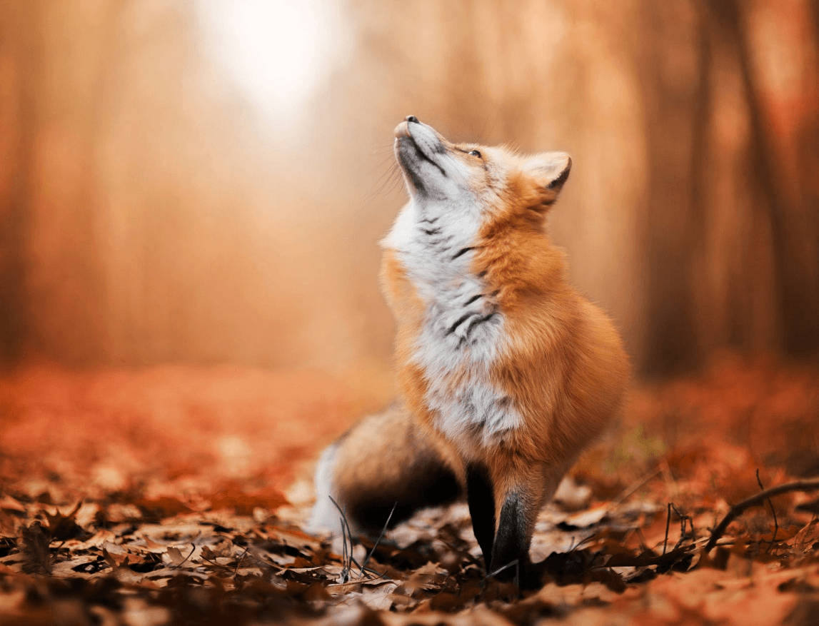 red fox, autumn forest, fallen leaves, SD Desktop Wallpaper