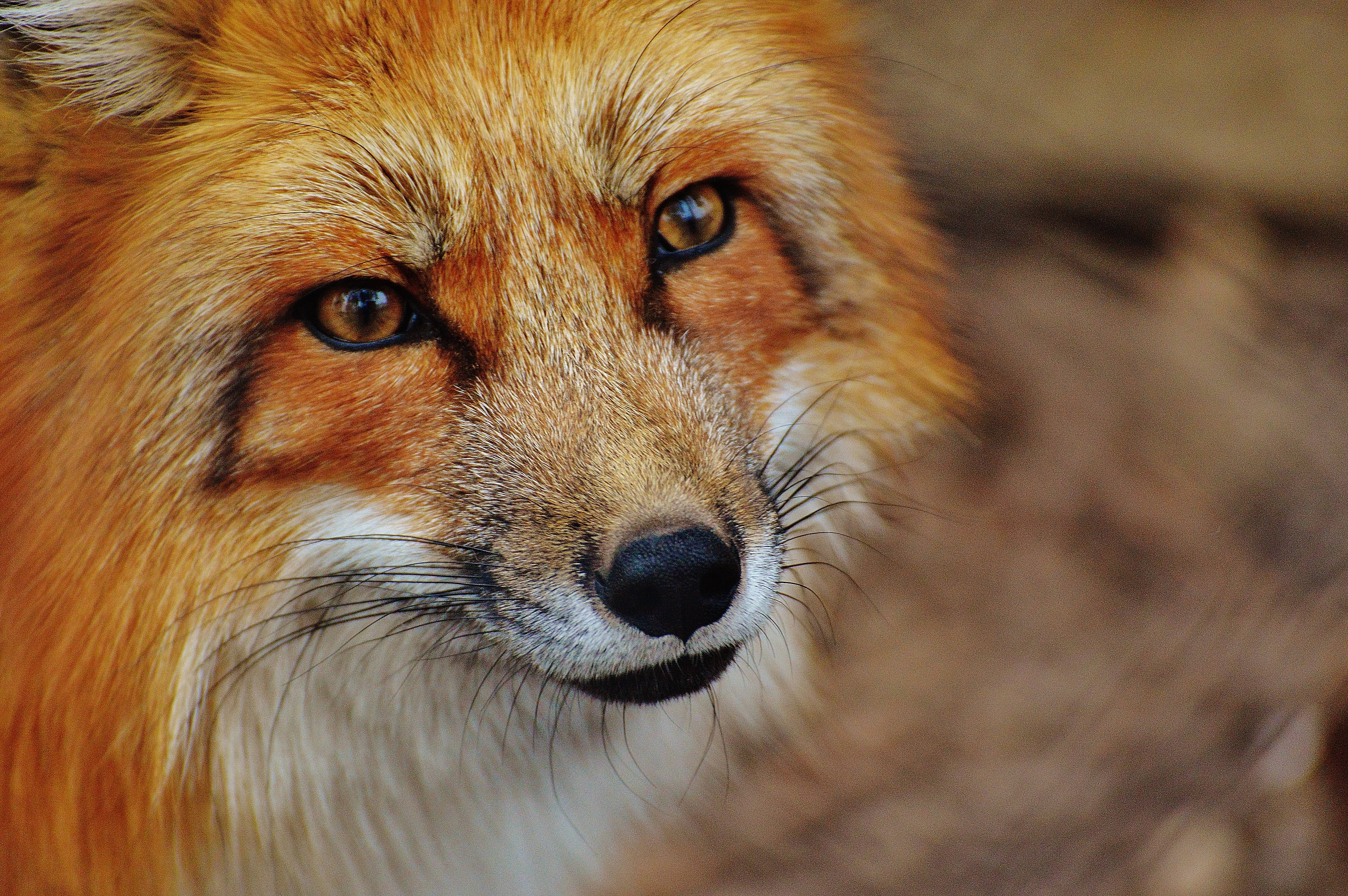 red fox, amber eyes, orange fur, 5K Desktop Wallpaper