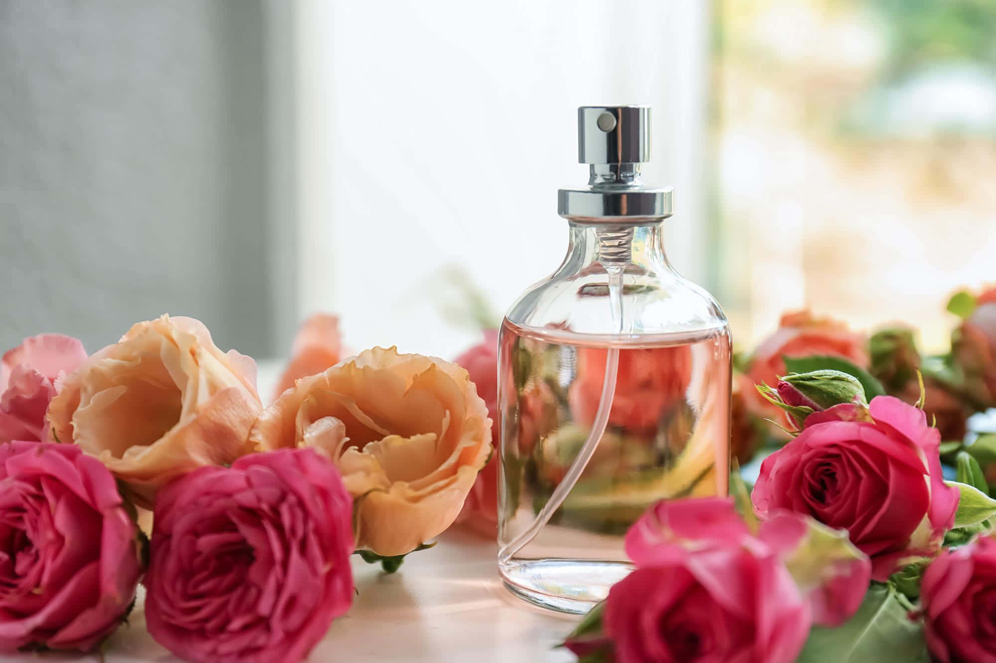 Fragrance 2000, pink roses, peach roses, Full HD Desktop Wallpaper