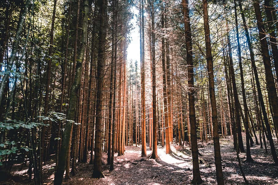Frauenfeld, sunlit forest path, tall slender trees, SD Desktop Wallpaper