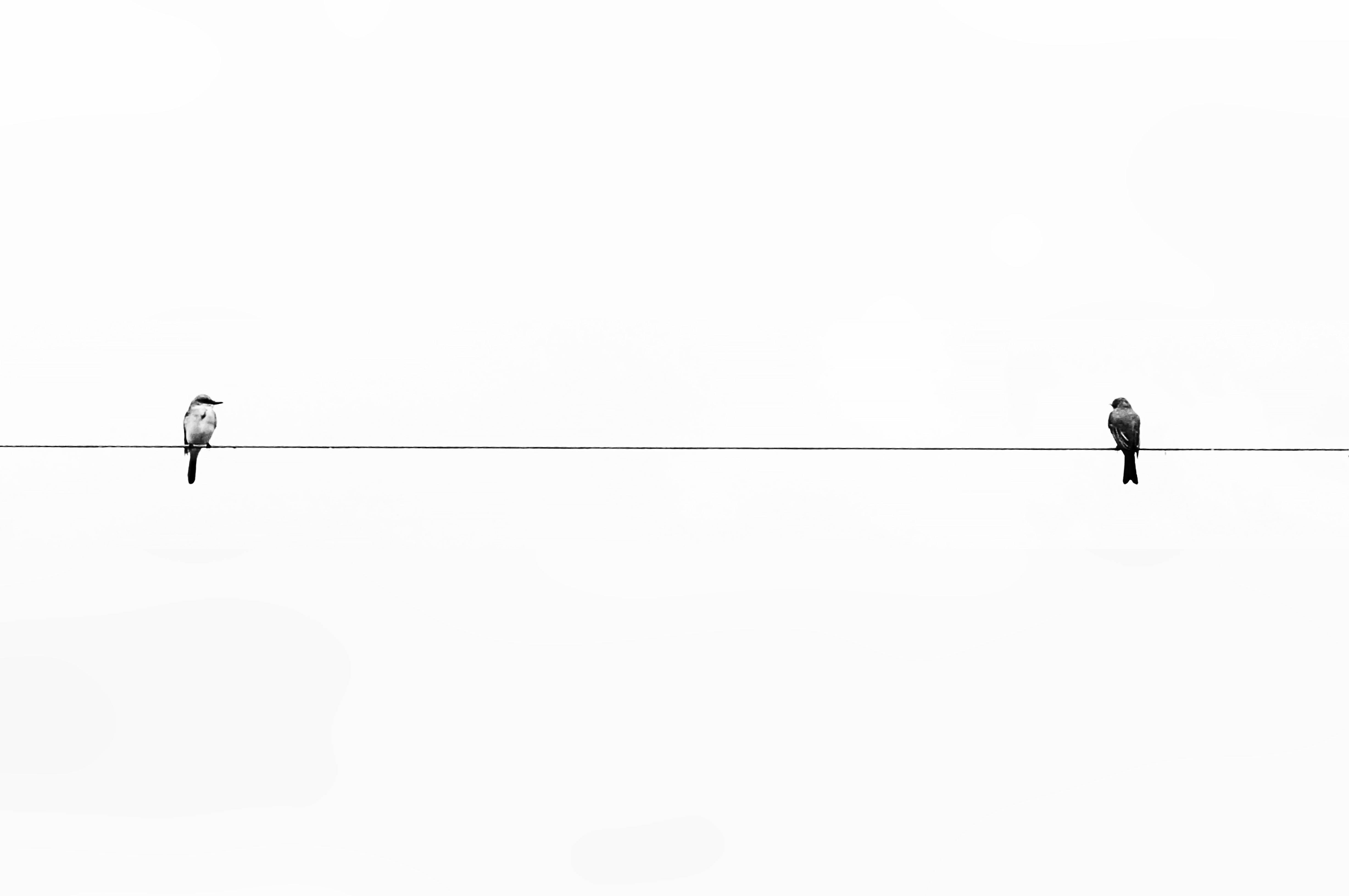 Two Birds, white, minimalist, 4K Desktop Wallpaper