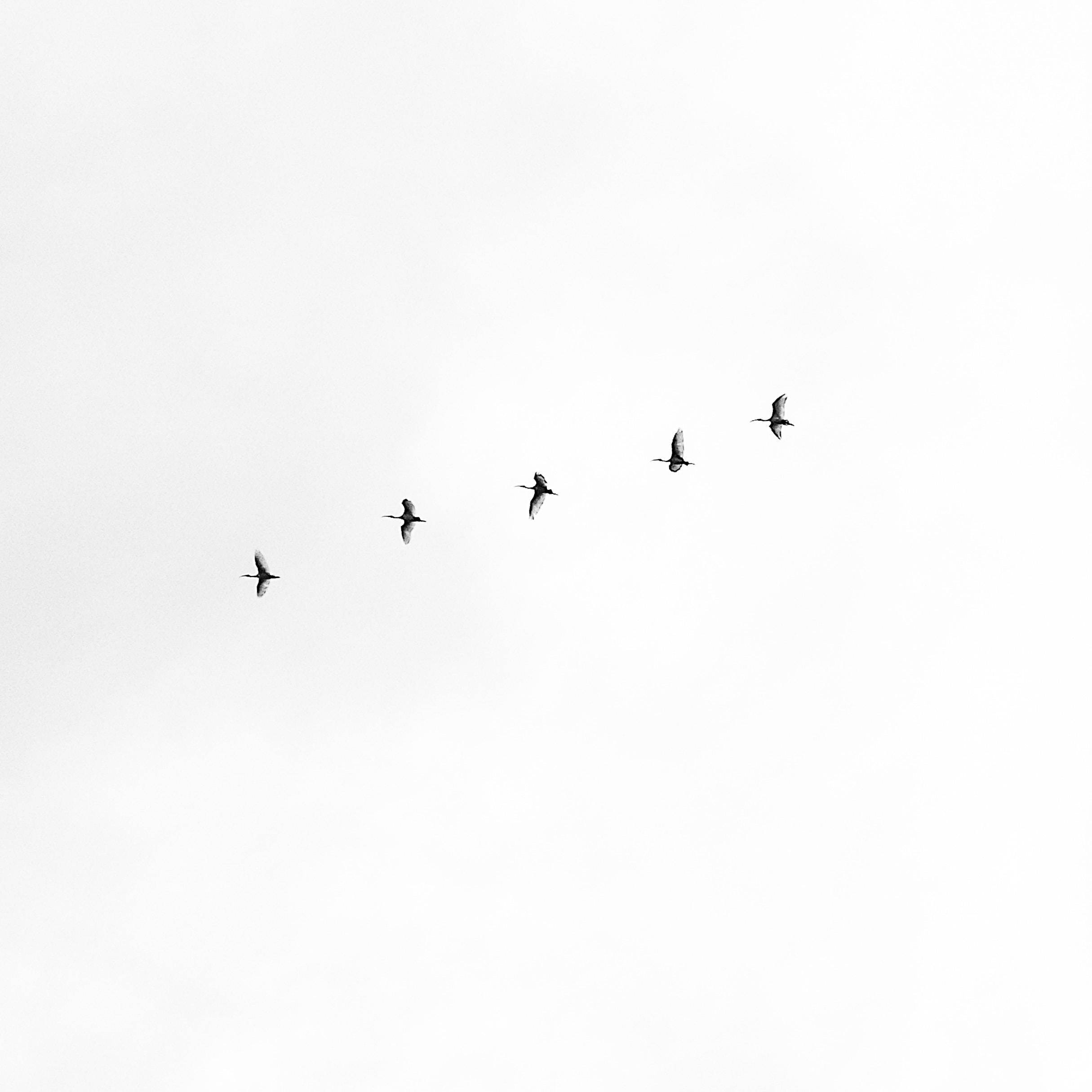 white minimalist flock of birds, five birds, diagonal line, Full HD Desktop Wallpaper