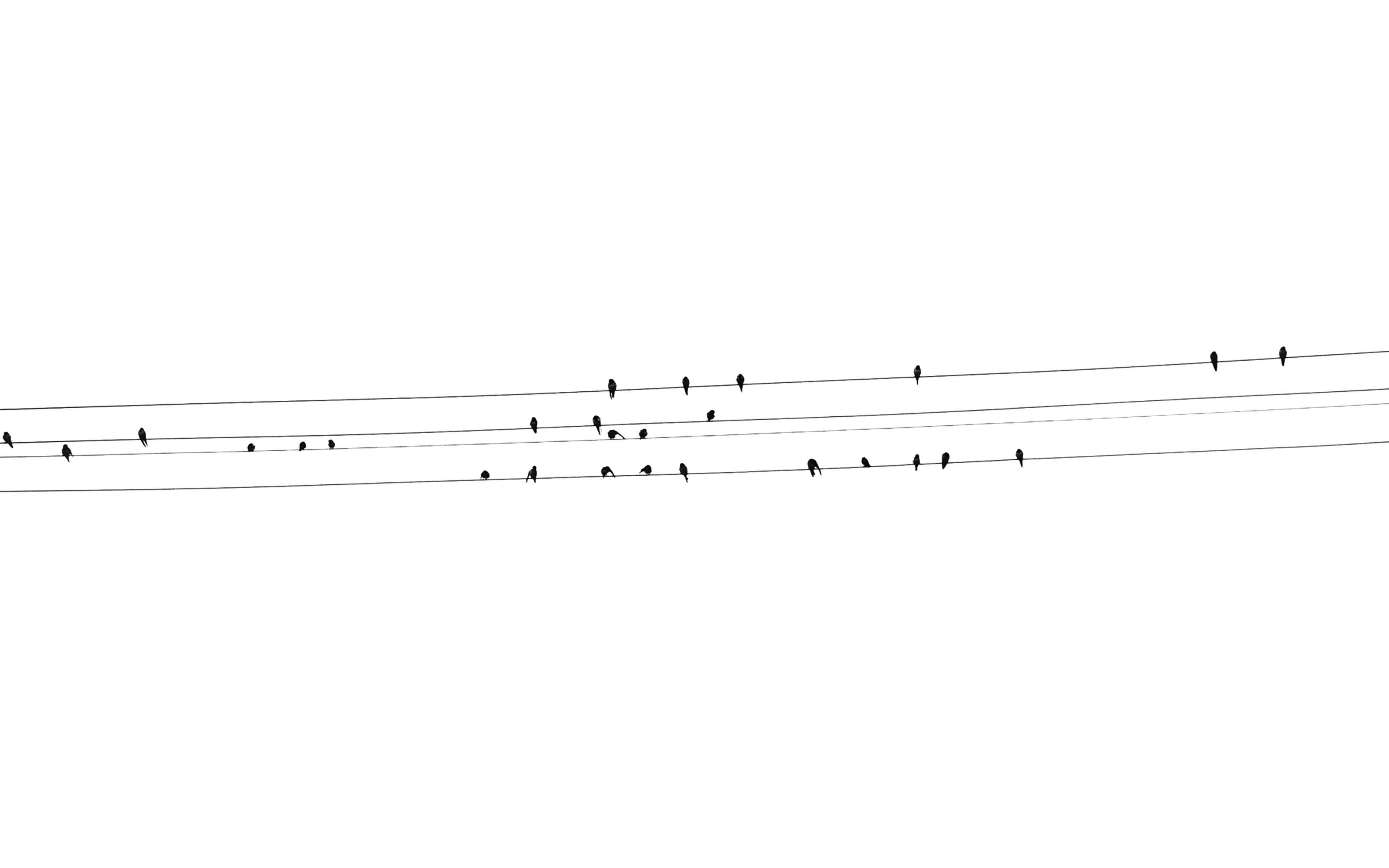 birds, cable line, white, 4K Desktop Wallpaper