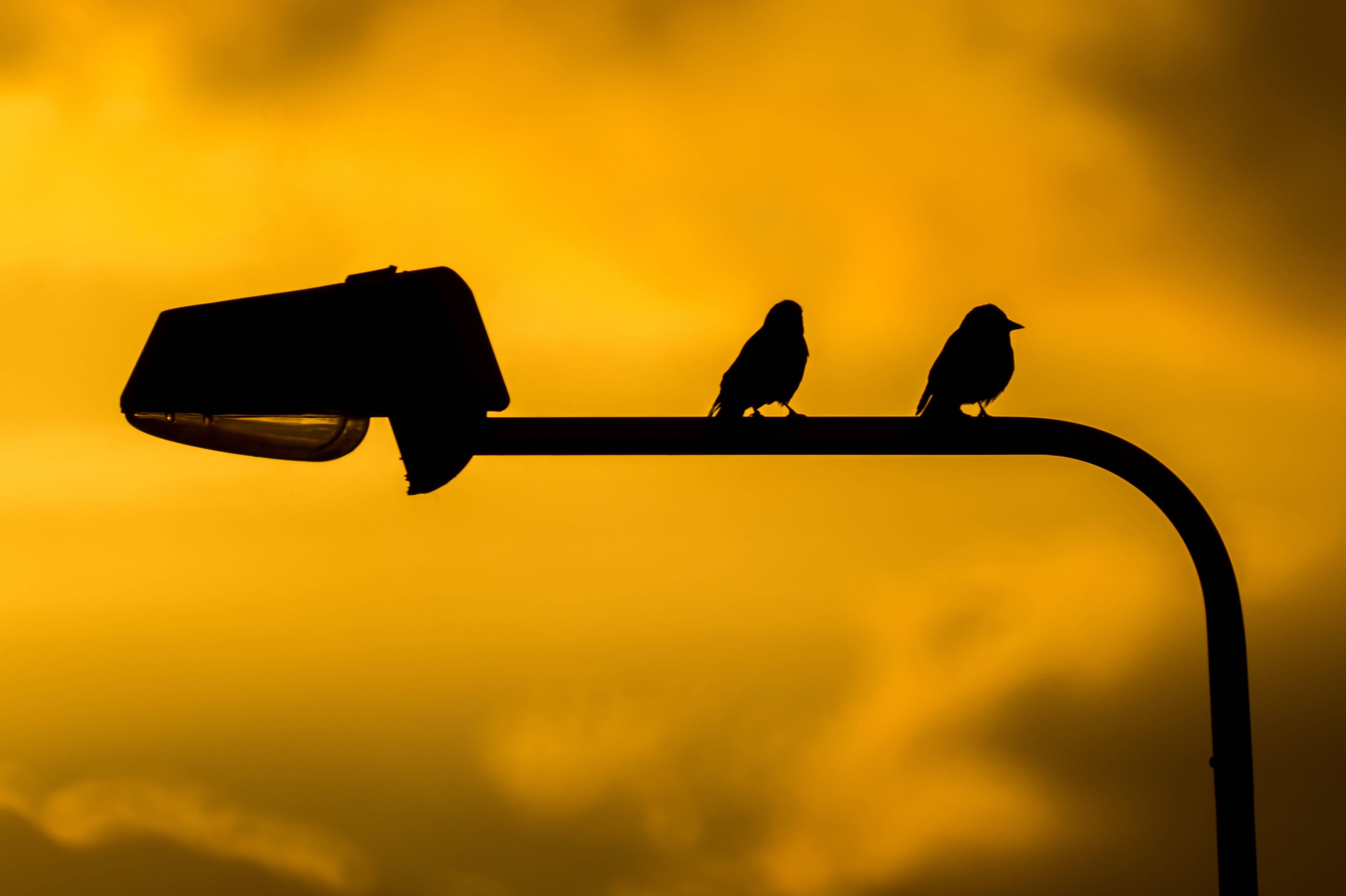 silhouette birds, lamppost, vibrant golden sunset sky, 5K Desktop Wallpaper