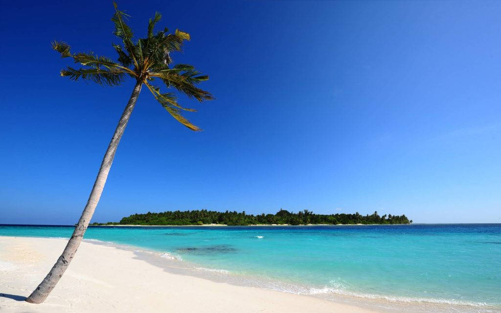 palm tree, white sand, turquoise waters, SD Desktop Wallpaper