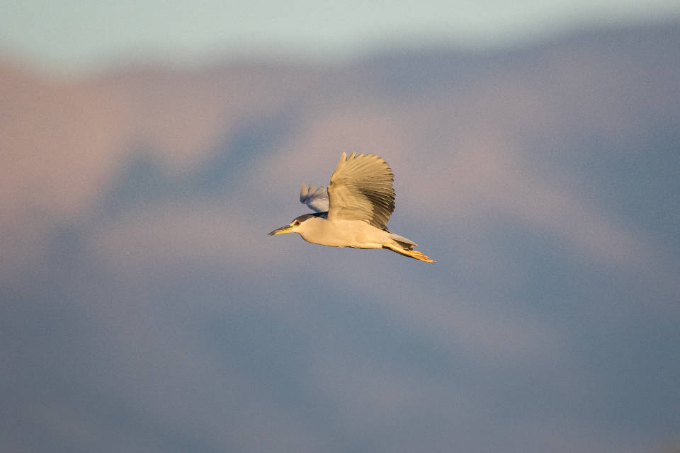 black-crowned night heron, twilight sky, blurred mountain silhouettes, SD Desktop Wallpaper