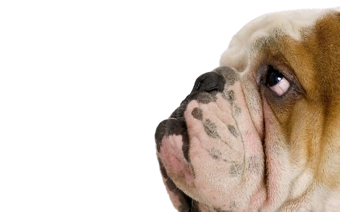 French bulldog Wallpapers