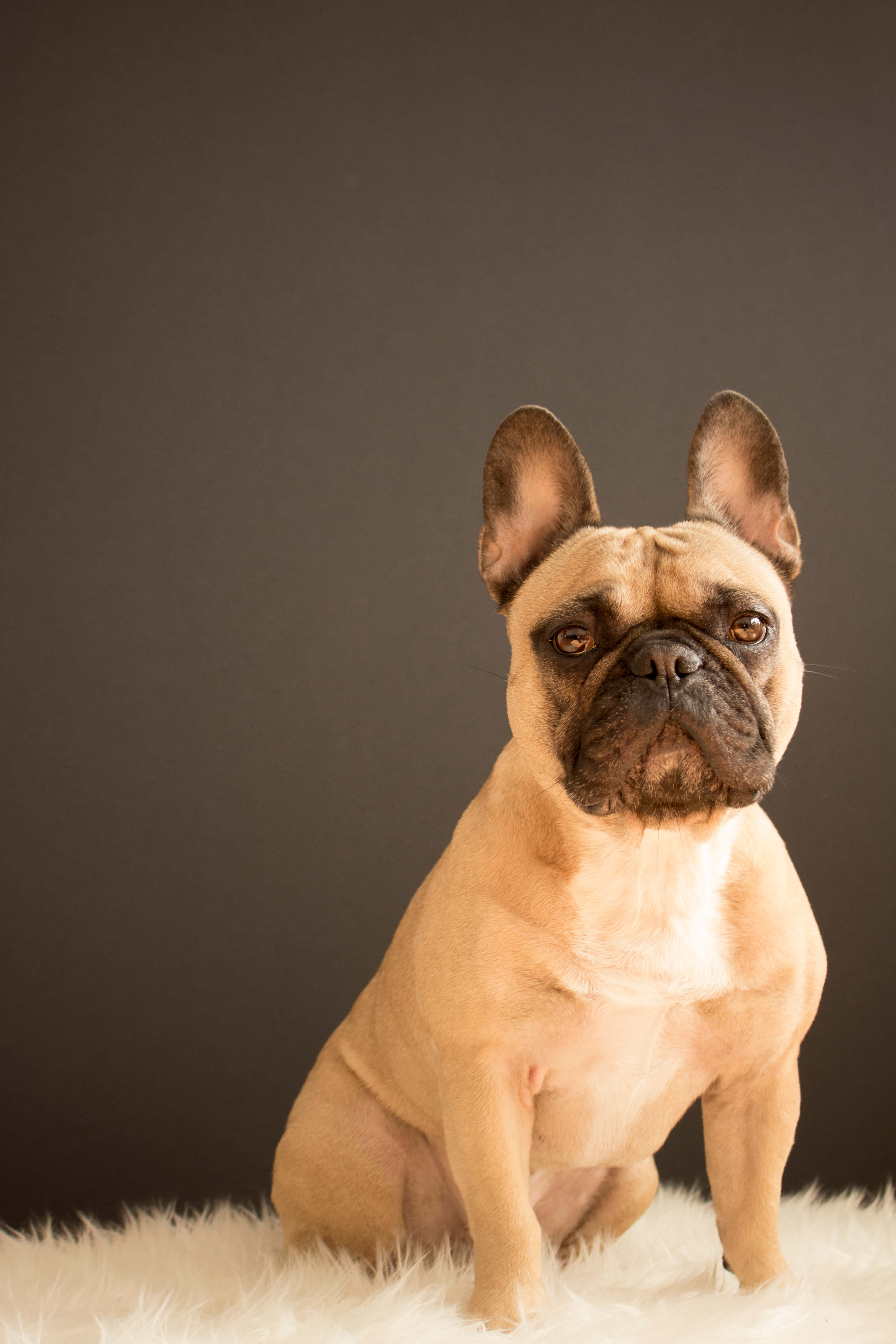 fawn French bulldog, dark face, fluffy white rug, 5K Phone Wallpaper