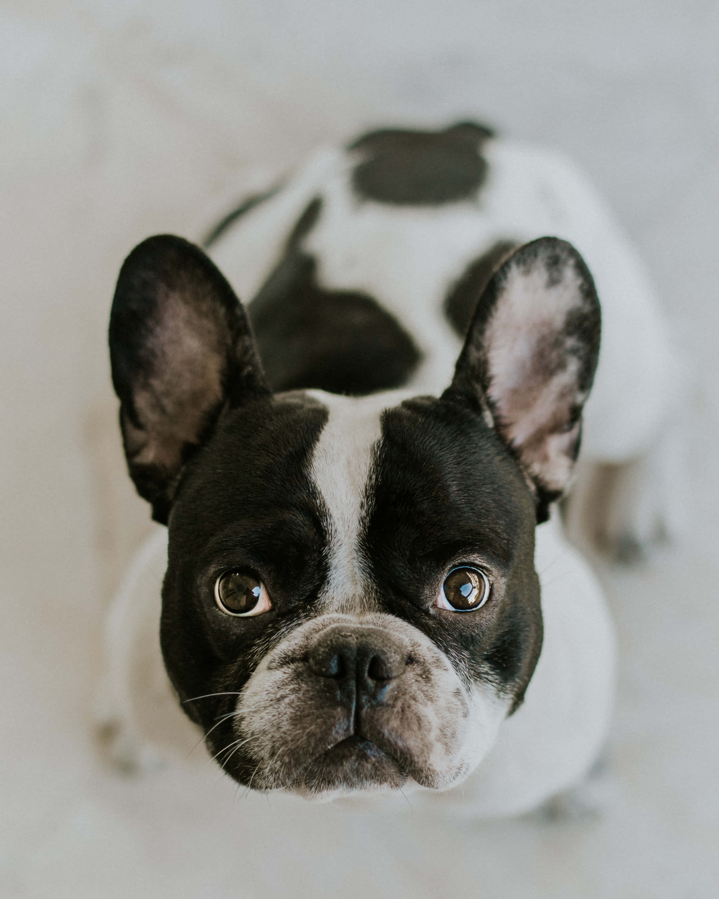 French bulldog, black and white, big brown eyes, 2K Phone Wallpaper