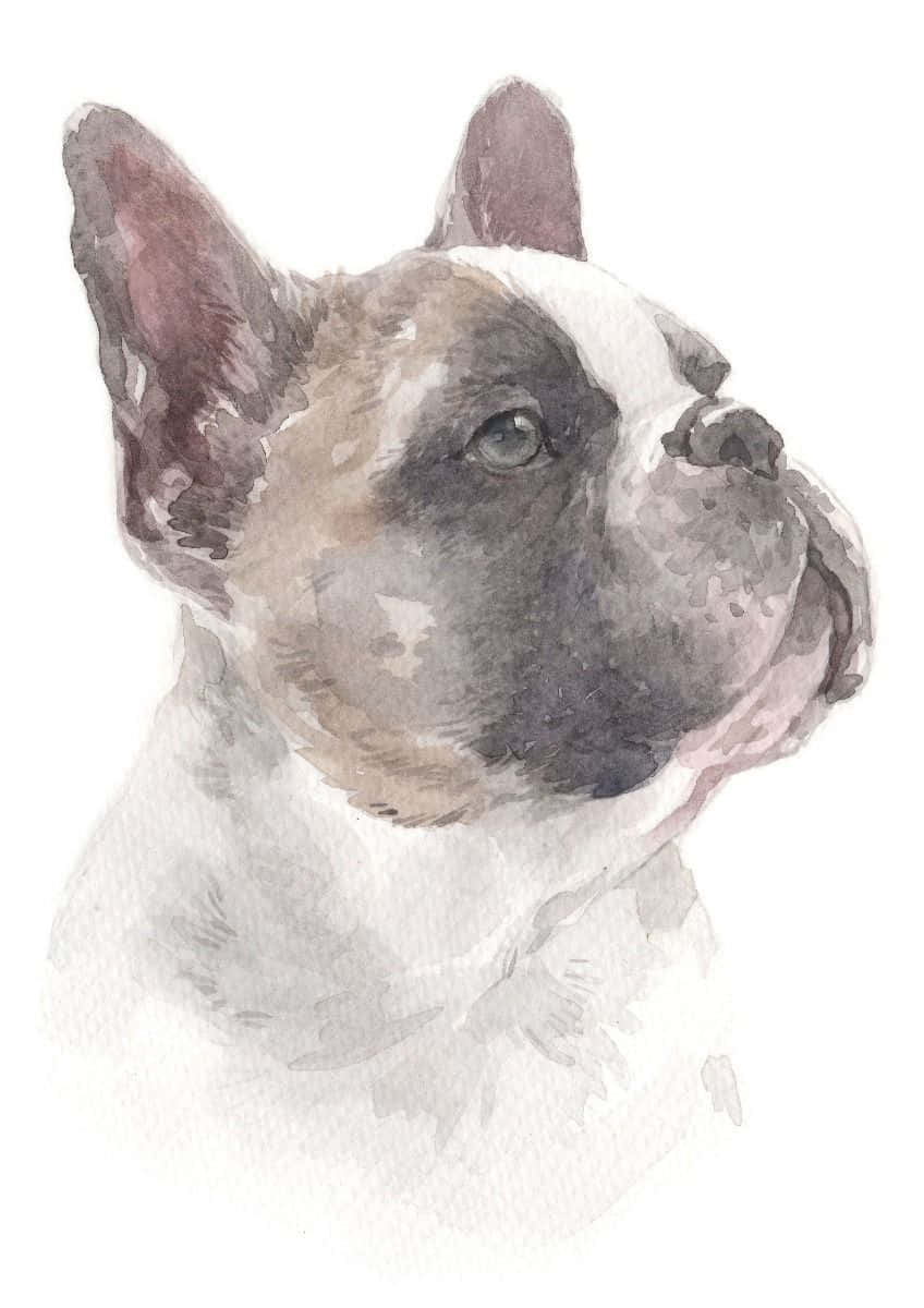 French bulldog, watercolor portrait, soft gray and white fur, SD Phone Wallpaper