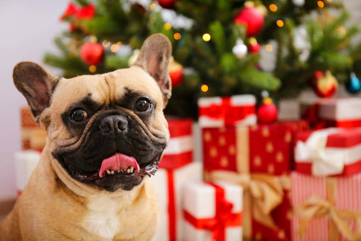 french bulldog, fawn, pink tongue, SD Desktop Wallpaper