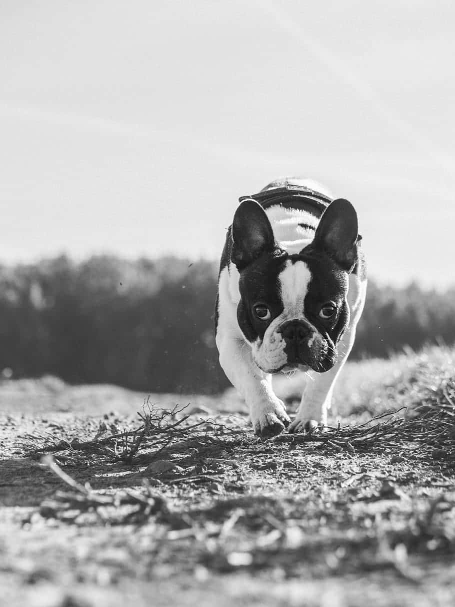 French bulldog, black and white, hat, SD Phone Wallpaper