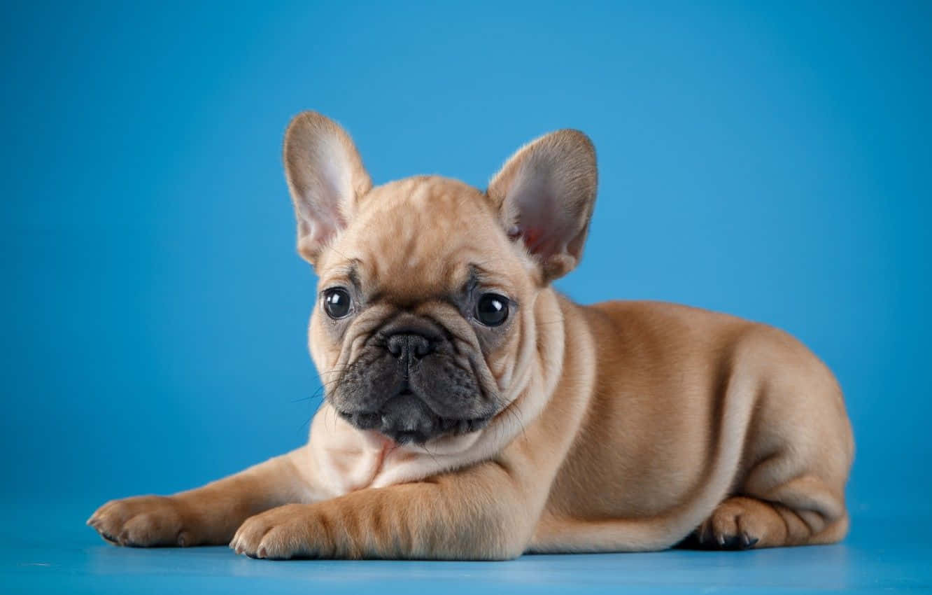 baby French bulldog, light brown, vibrant blue studio floor, HD Desktop Wallpaper