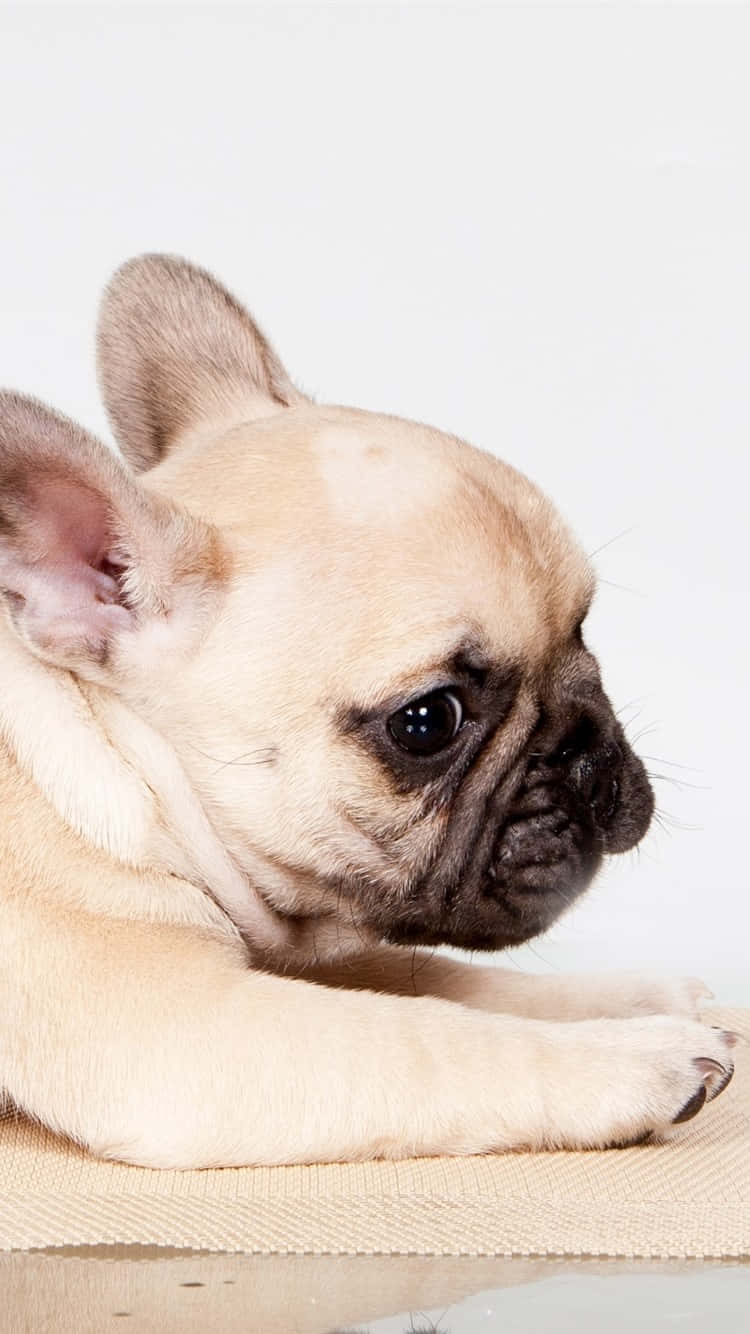 light fawn, French bulldog puppy, textured beige surface, HD Phone Wallpaper