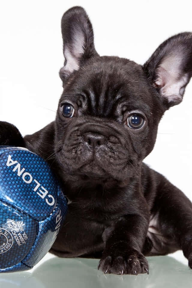 black French bulldog puppy, blue soccer ball, reflective surface, SD Phone Wallpaper