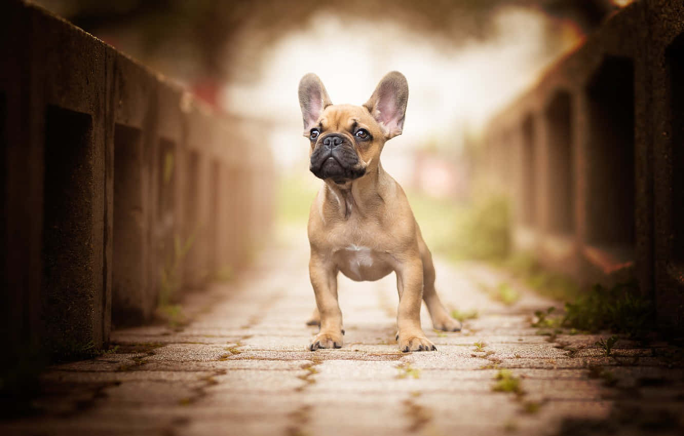 fawn French bulldog puppy, cobblestone path, weathered concrete barriers, HD Desktop Wallpaper