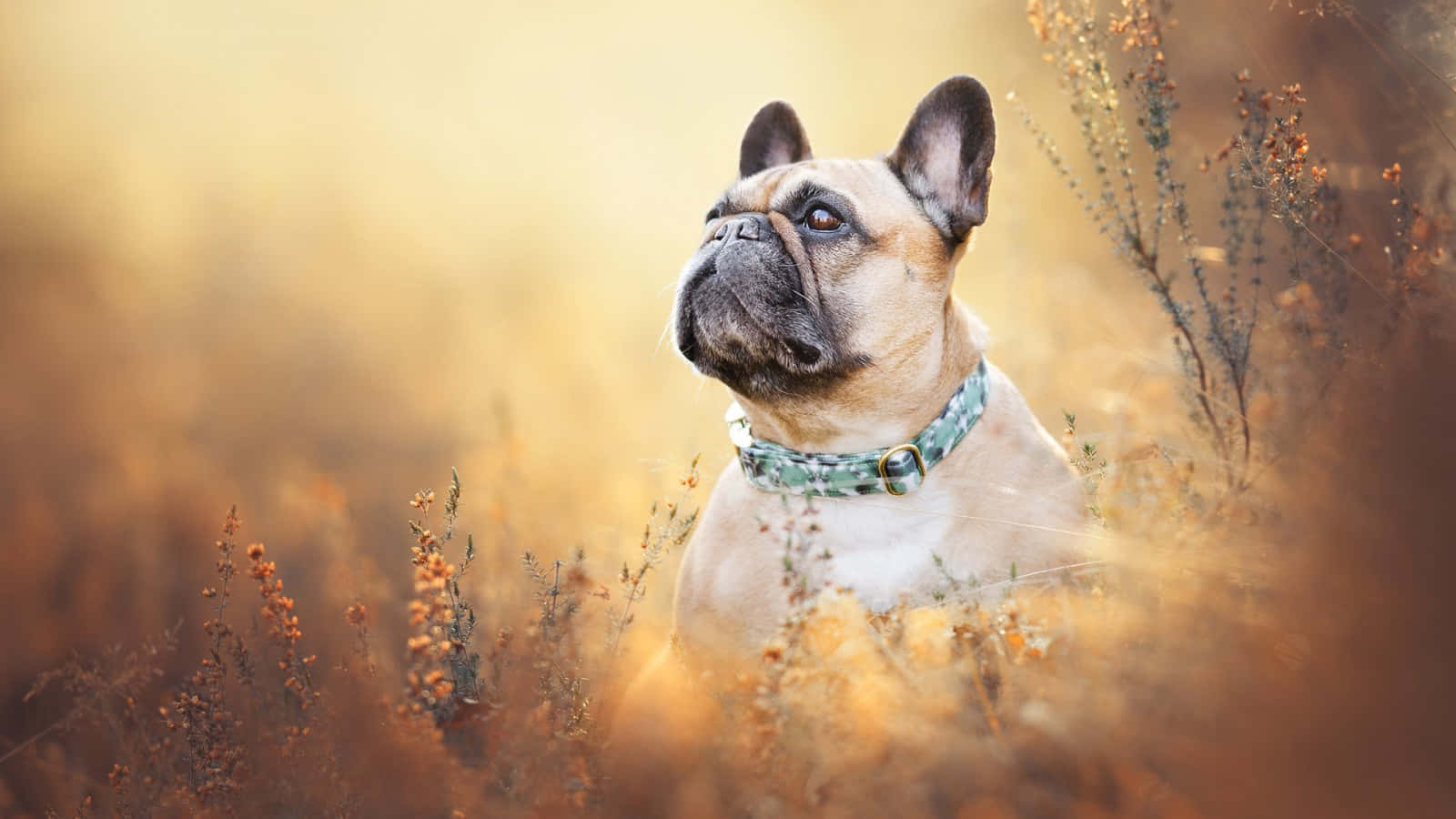 fawn French bulldog, patterned collar, golden autumn grass, HD Desktop Wallpaper