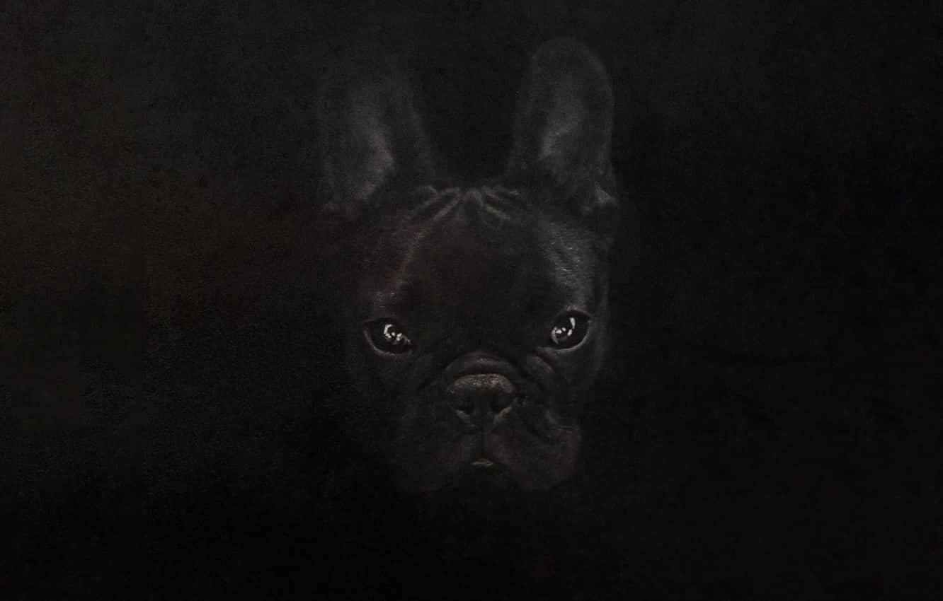 French Bulldog, fierce look, black camouflage, HD Desktop Wallpaper