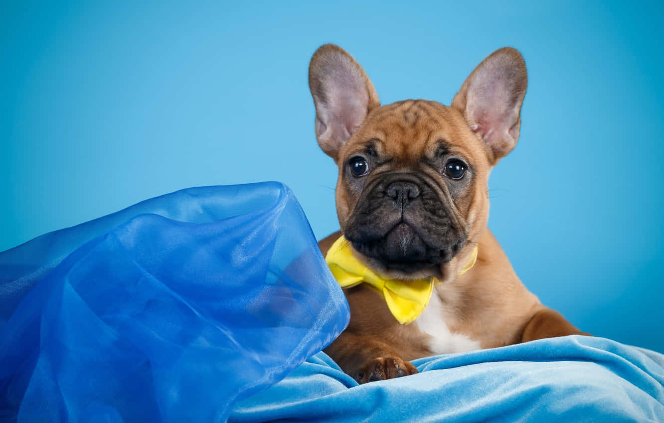 French bulldog, yellow bowtie, brown, HD Desktop Wallpaper
