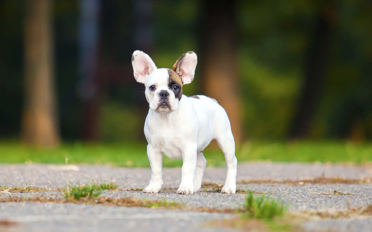 French bulldog puppy, white and brown, gravel path, HD Desktop Wallpaper