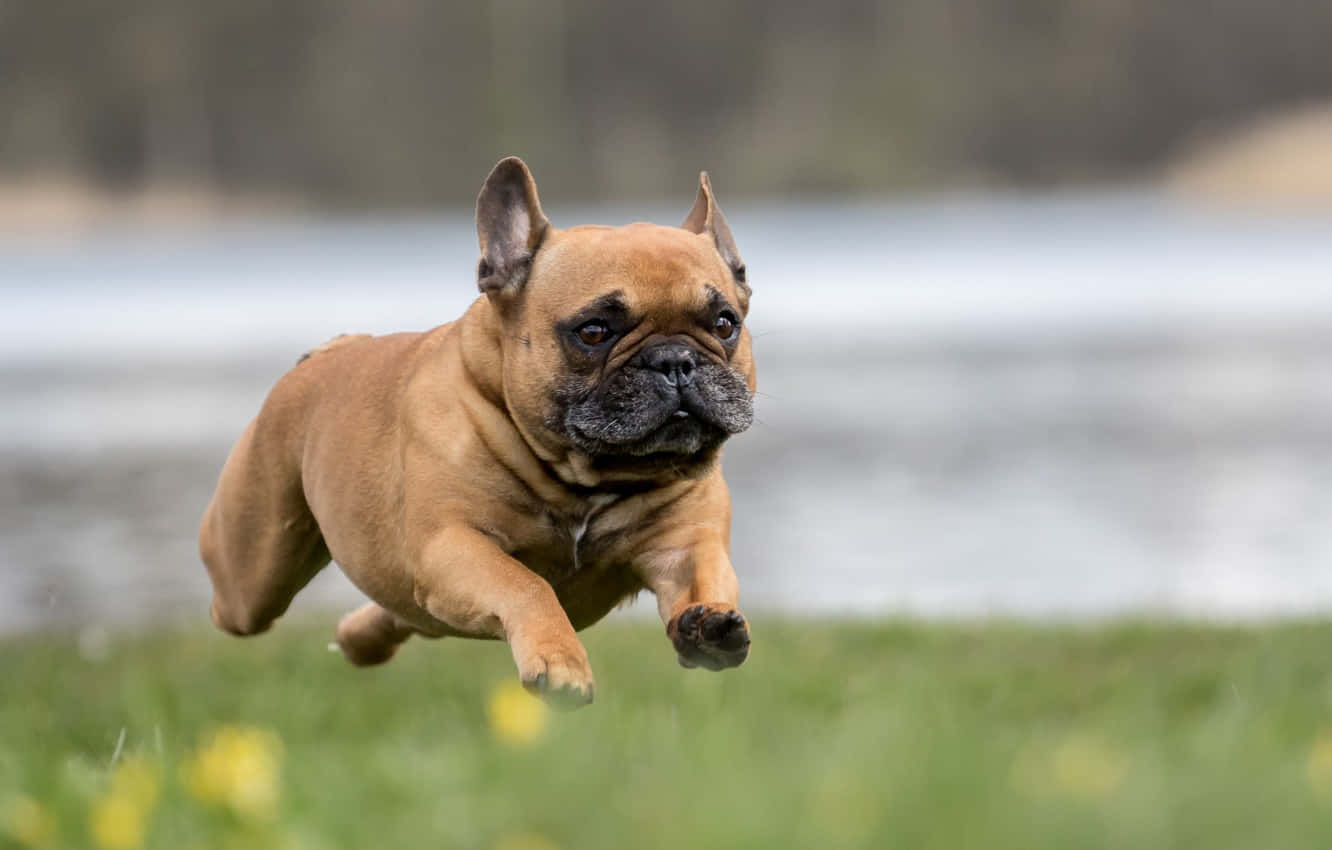 fawn French bulldog, green grass, yellow flowers, HD Desktop Wallpaper