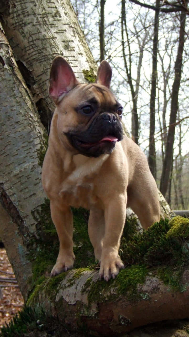 French bulldog, tan, mossy tree branch, HD Phone Wallpaper