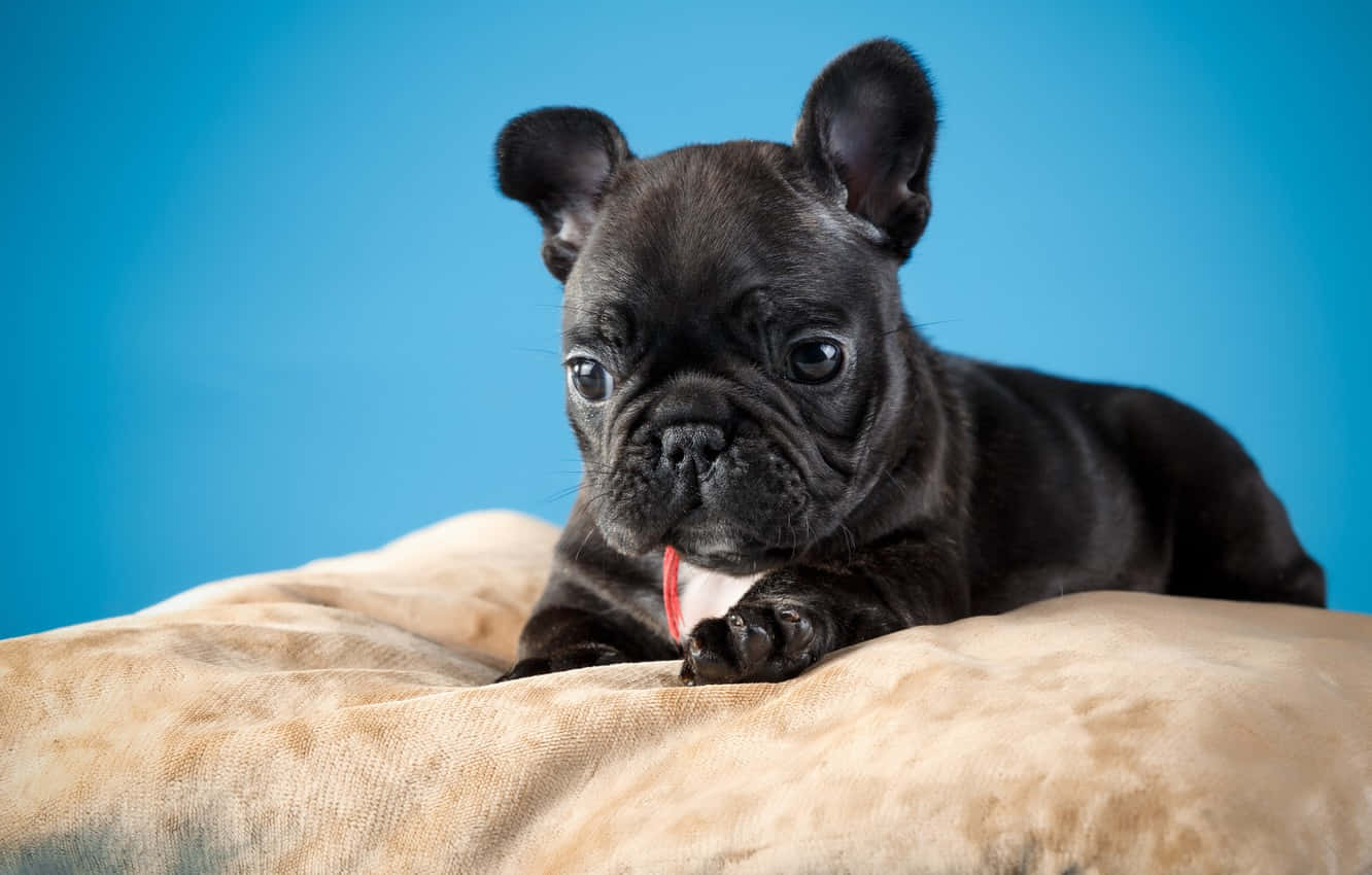 French bulldog, black, big eyes, HD Desktop Wallpaper