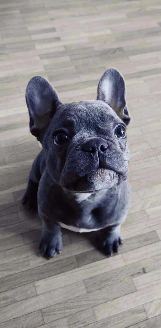 French bulldog, blue, puppy, HD Phone Wallpaper